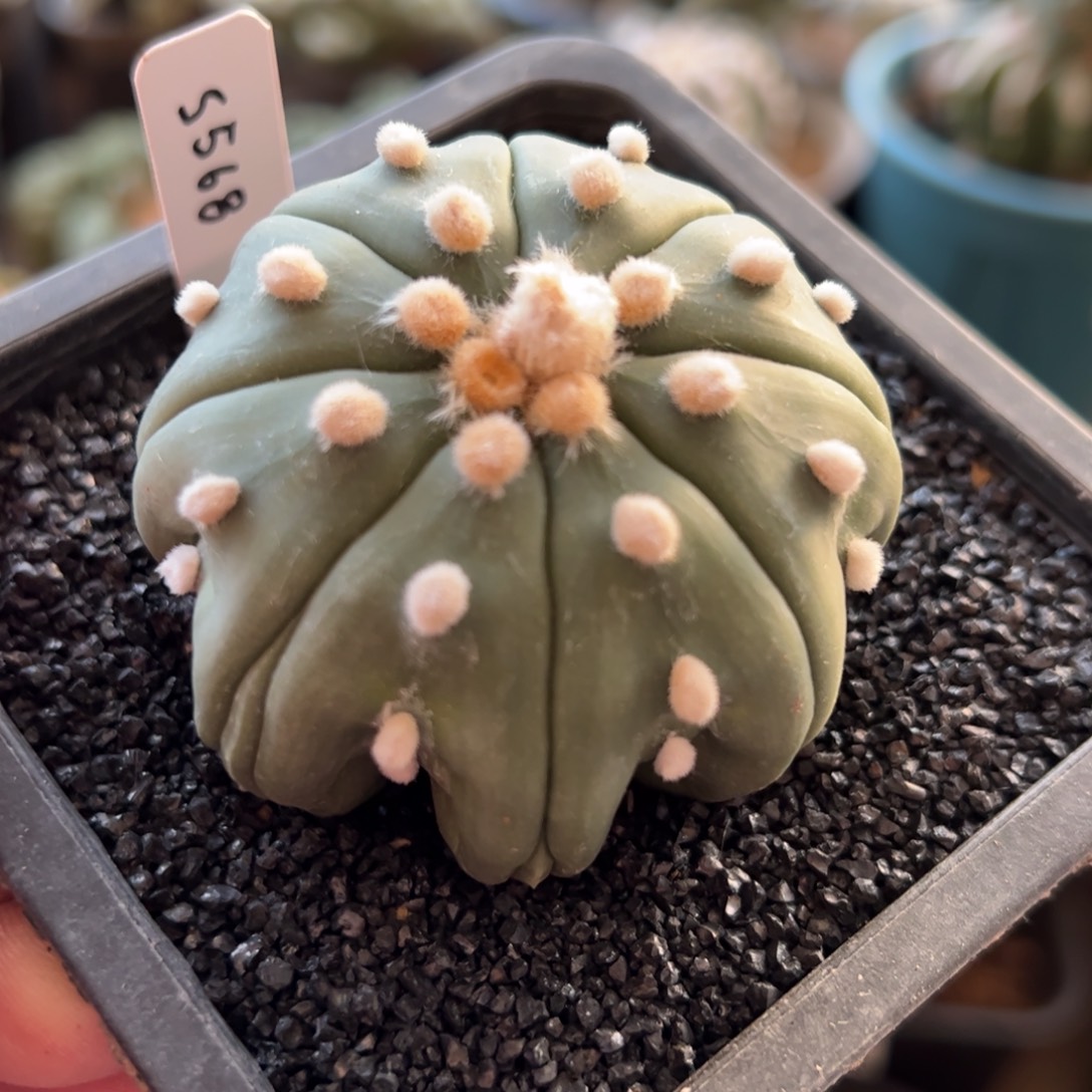 当前无花朵，栽培后可花朵568实生海星腹棱琉璃6cm