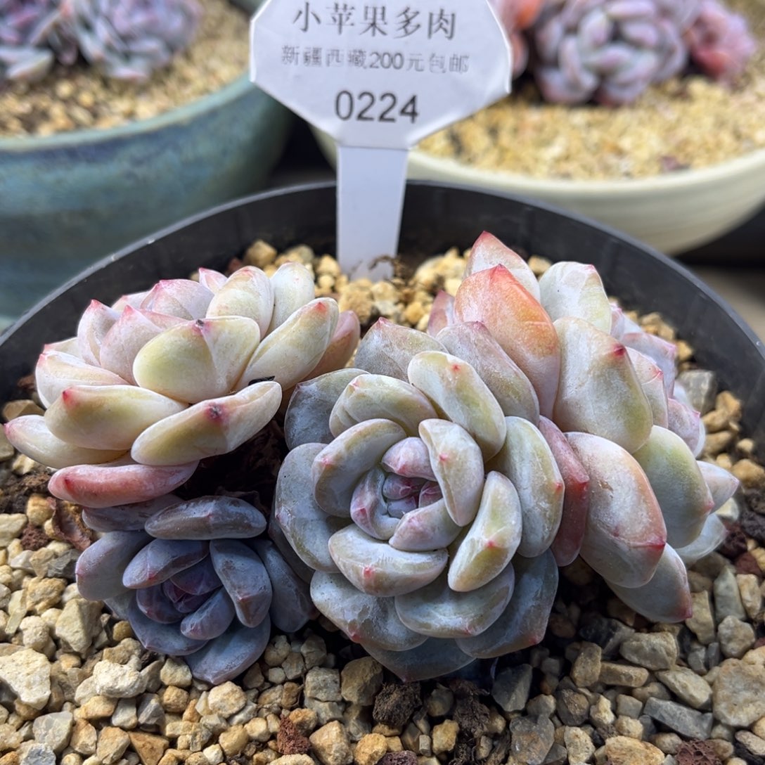 黄底紫心224/11cm4头