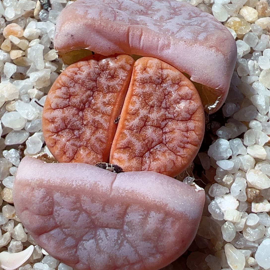 0204-116多肉拿铁咖啡