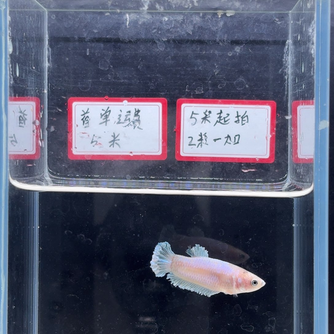 海水鱼鱼万泽水族