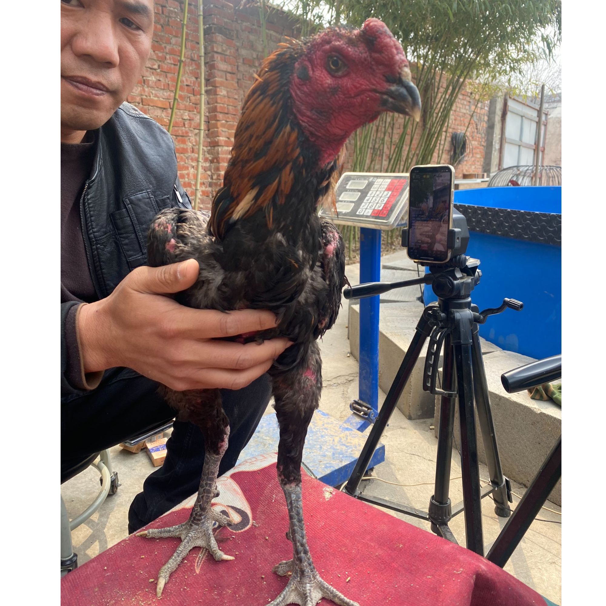 散养斗鸡散养土鸡