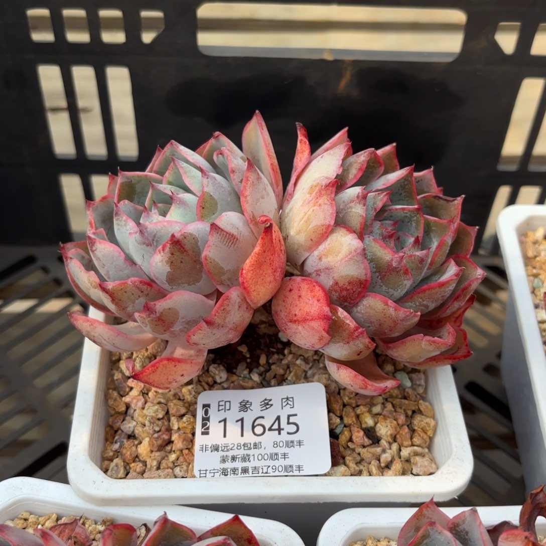 多肉植物11645gg