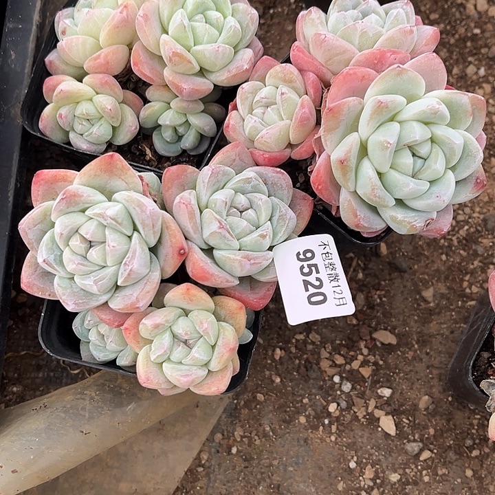****梓阿雅园艺。       9520