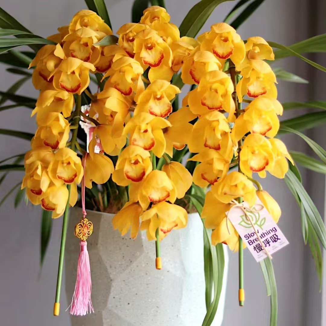 【黄梦宇】【单独发货不参与凑单】黄金岁月 一单包邮顺丰或空运