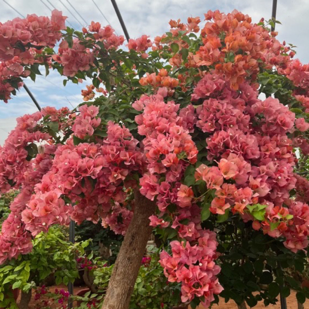 彩色三角梅，原盆原土木架发货，长途运输掉花落叶是正常现象
