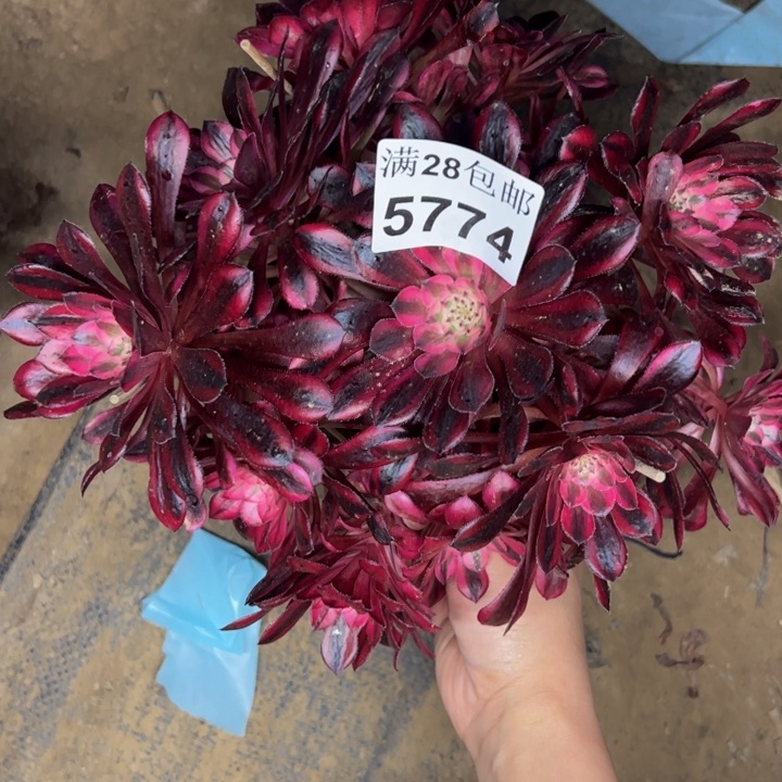 5774同白多肉植物
