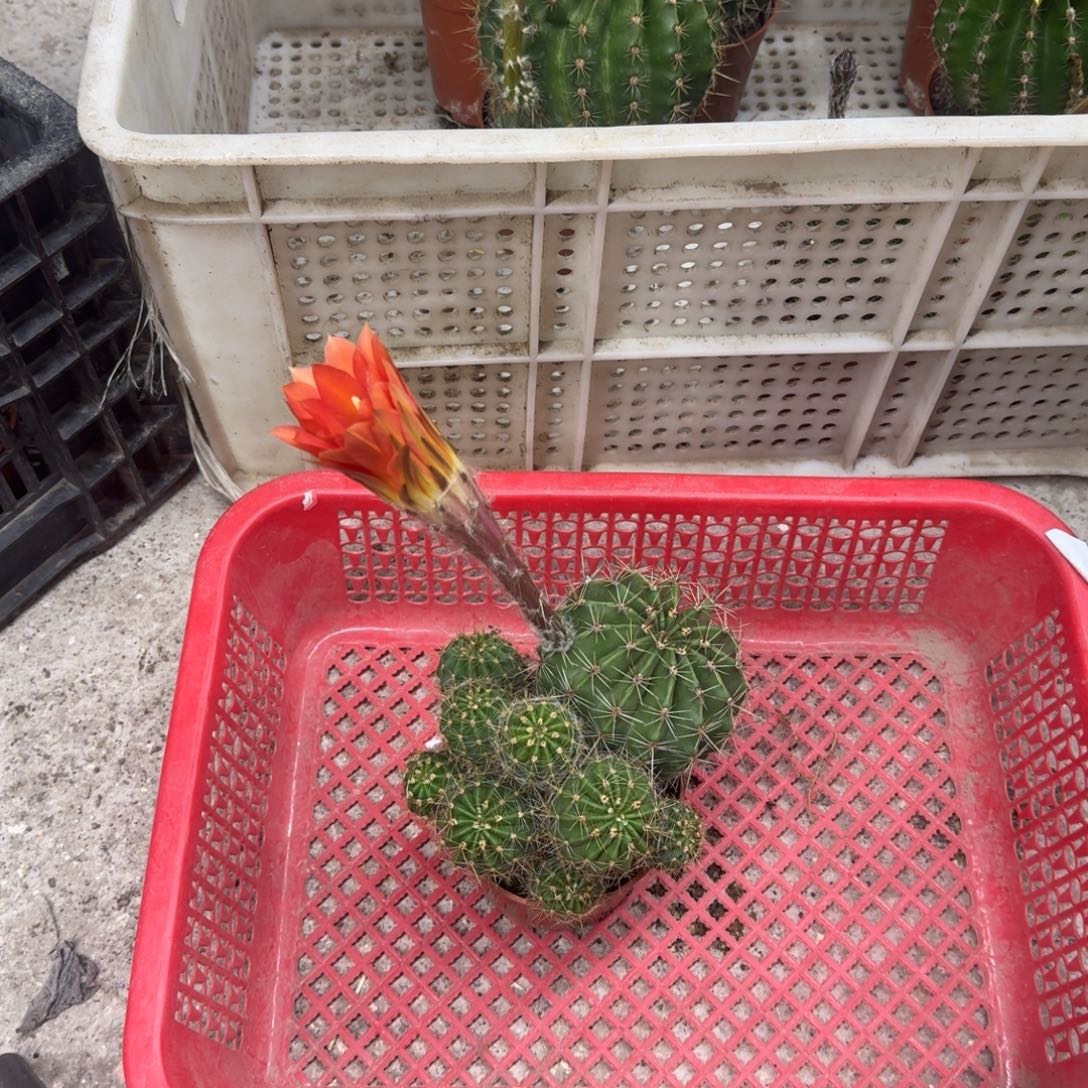 兰***兰无花朵彩草哈哈哈哈哈哈哈