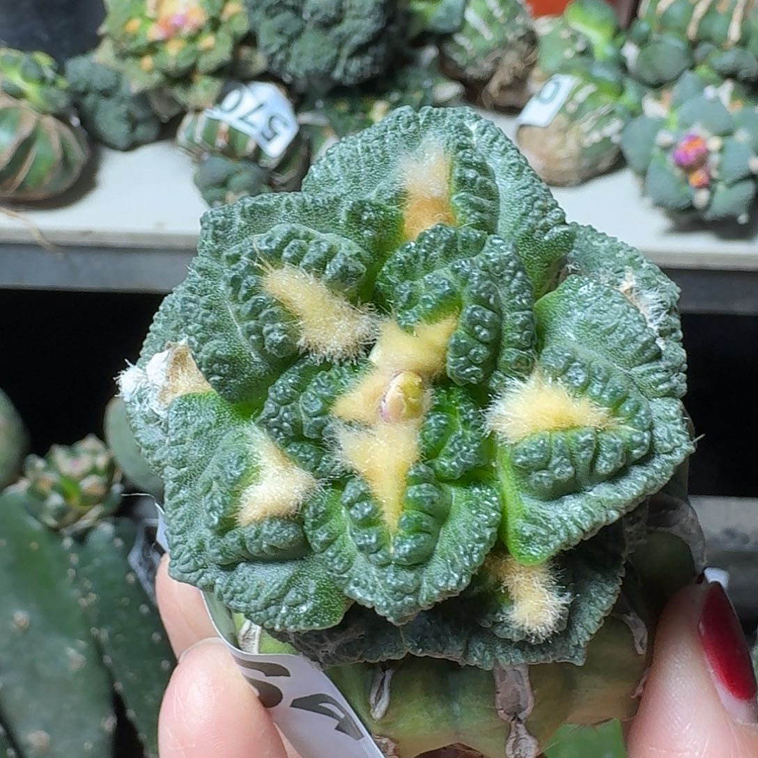 无花朵大尤志贺龟甲牡丹664