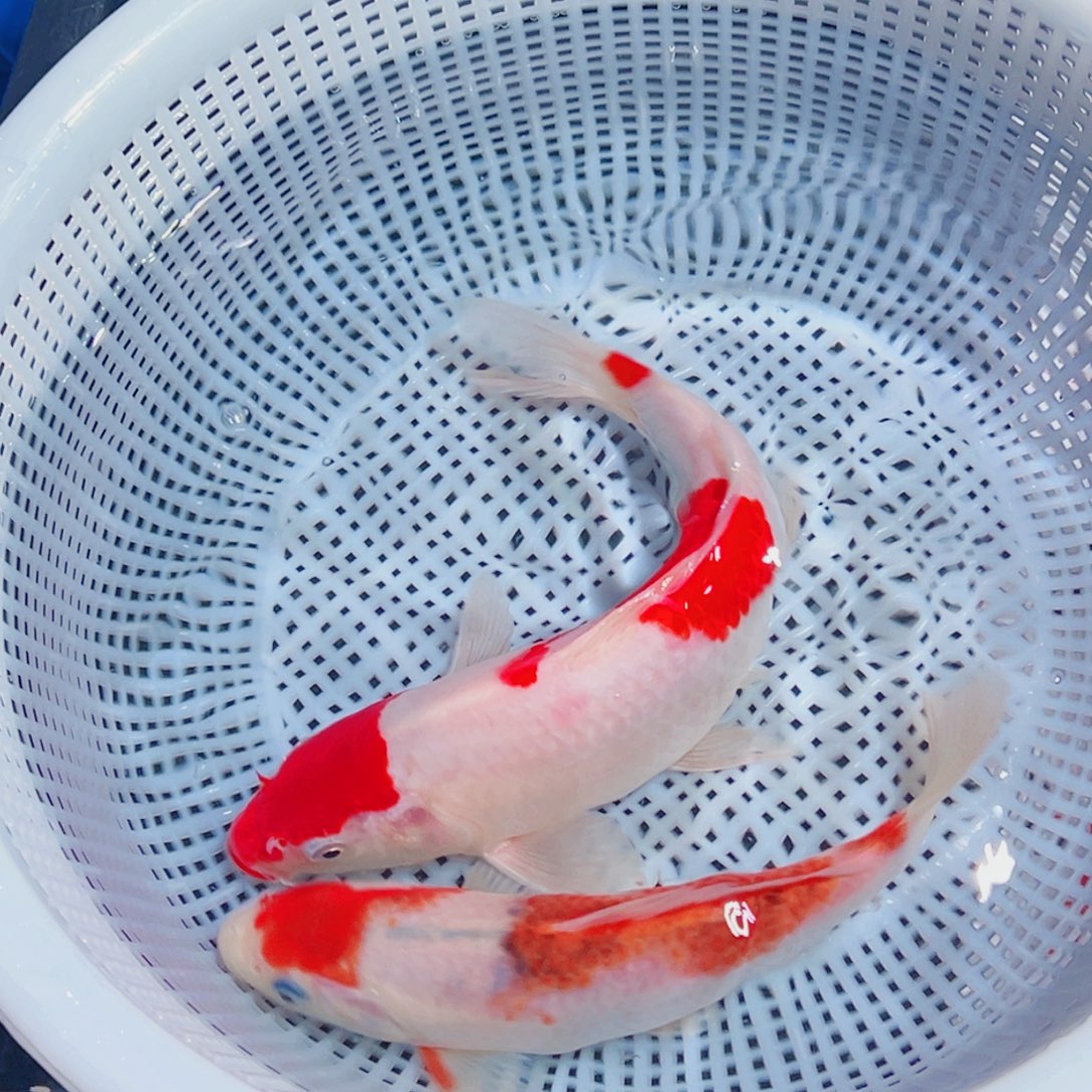 锦鲤锦鲤观赏鱼1111