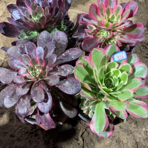 516多肉植物组合