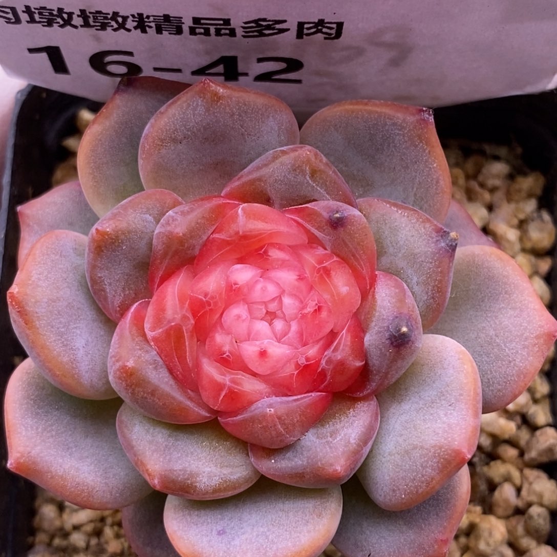 【闪购商品】16-42