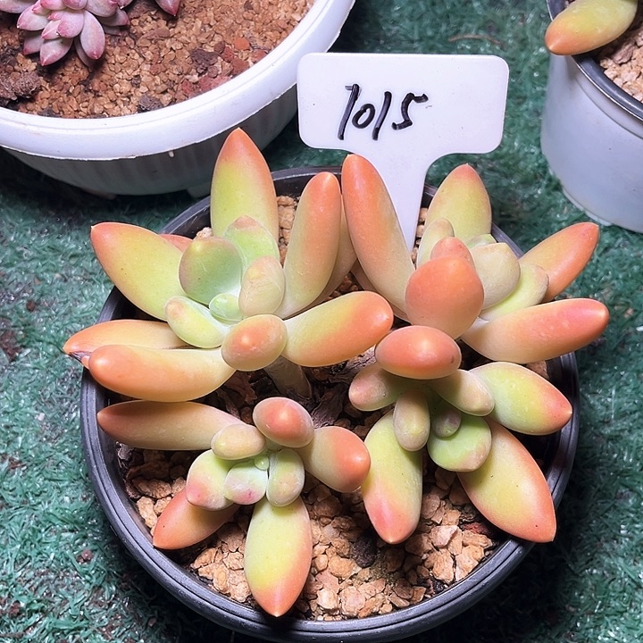 金饵1015号码牌子的话说