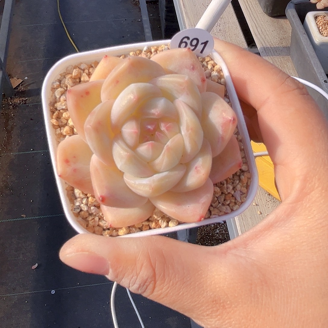 691 新品珍妮  满18包邮