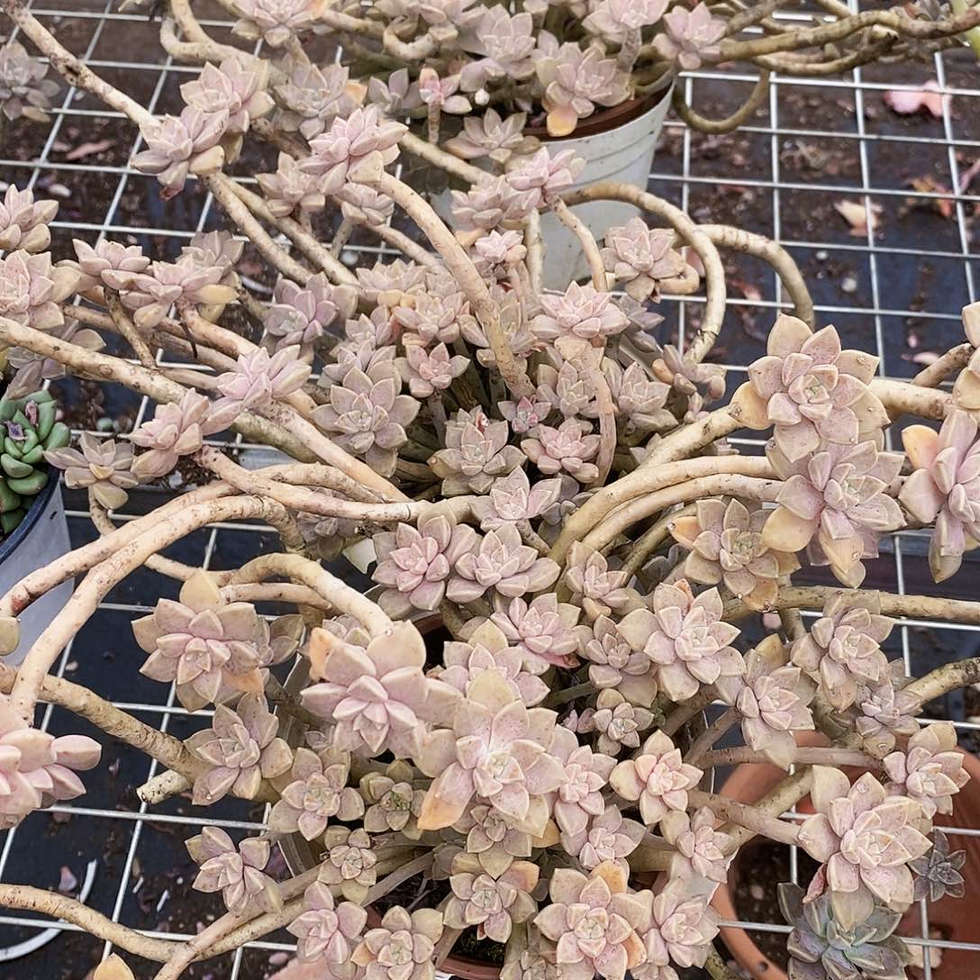 阿伦培多头群生老桩
