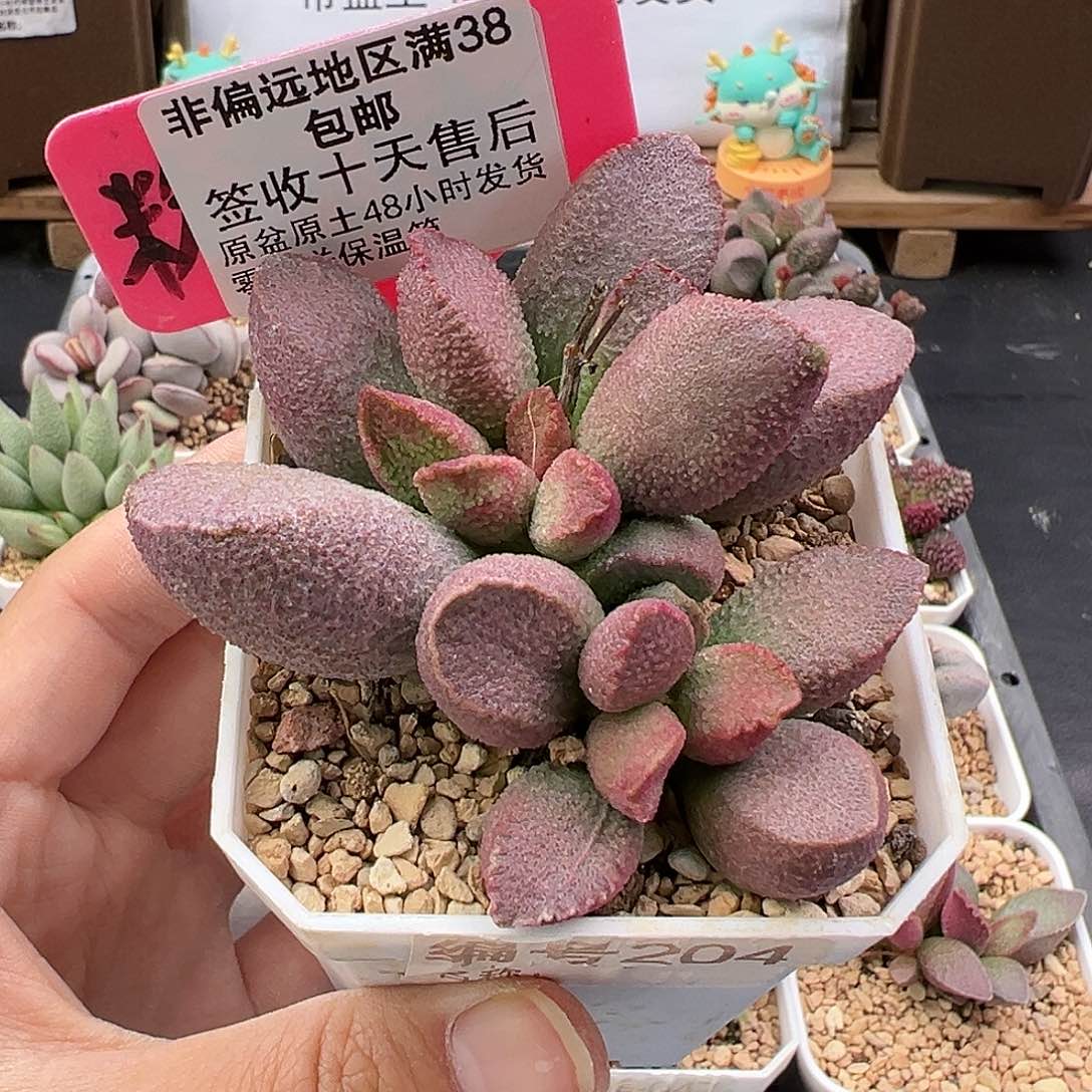 204赛猪肝多肉植物