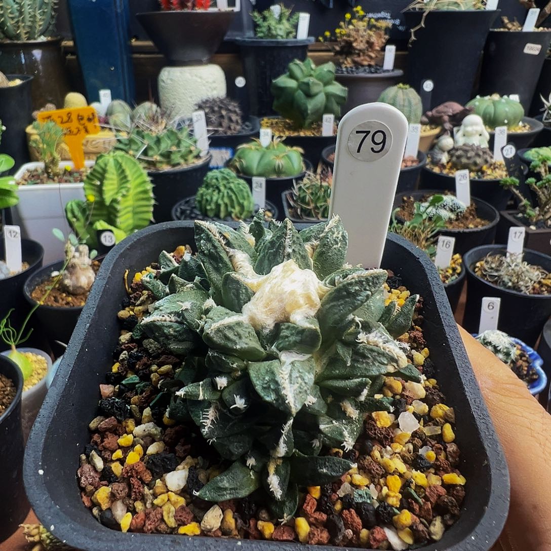 社***美牡丹带盆发货不脱土