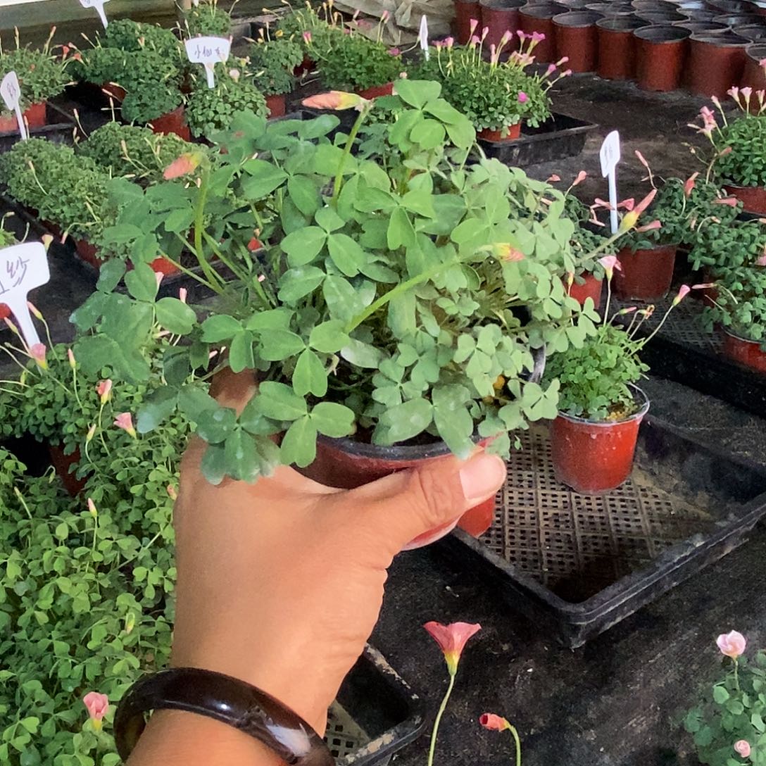 大部分花苞少量开放5282专拍