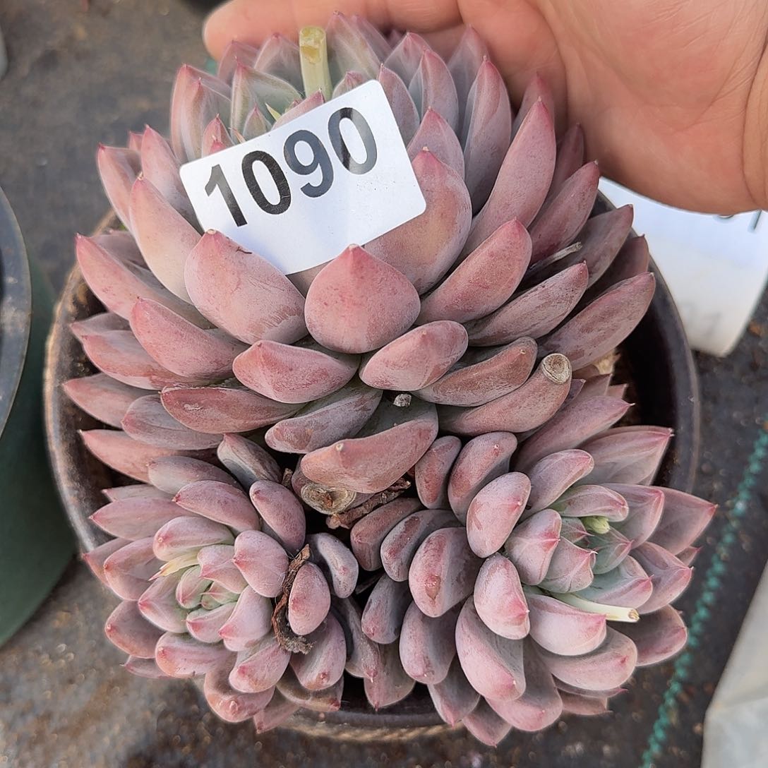 弥****云15666666666999999999