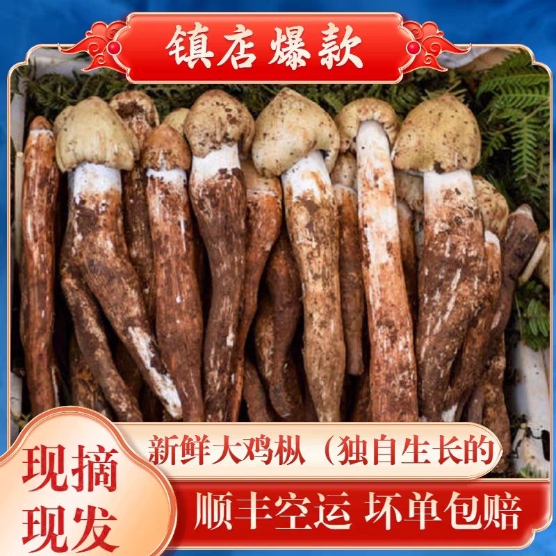 假一罚十大凉山野生鸡枞菌新鲜火把鸡枞当季野生菌荔枝菌顺丰空运