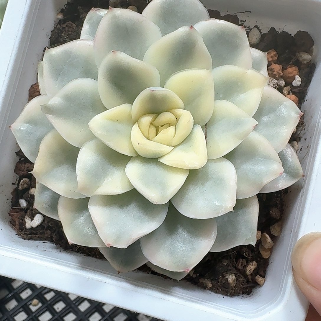 雪鸢锦多肉植物哈