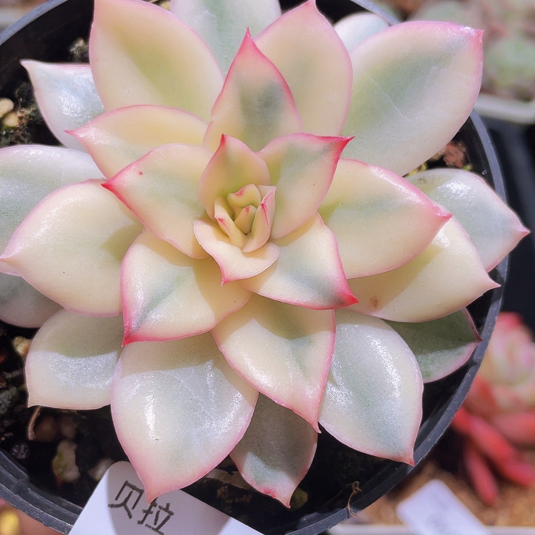 65 精品多肉一物一拍