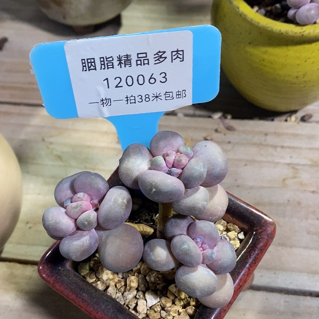 120063咯图v没璐璐咯