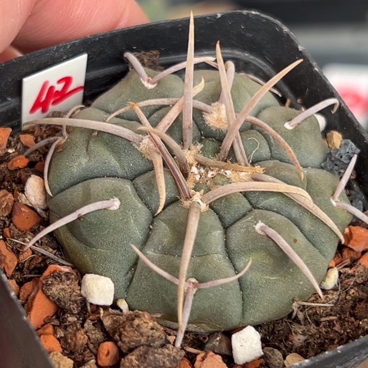 粗刺三枪玉实生一棵