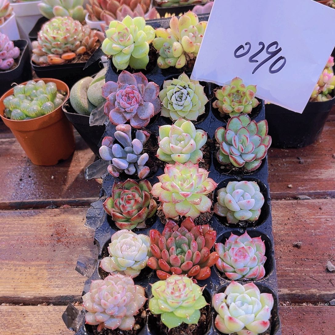 一物一拍0290福利套餐