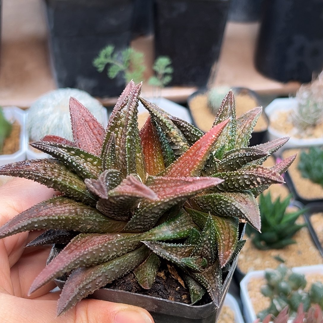 鬼瓦群一颗12cm冠幅