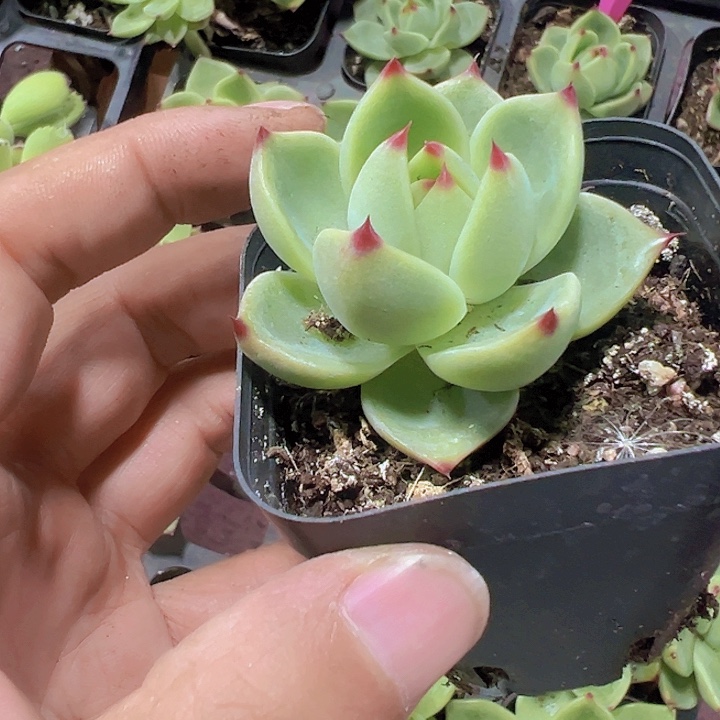 蓝龙精品多肉植物大战