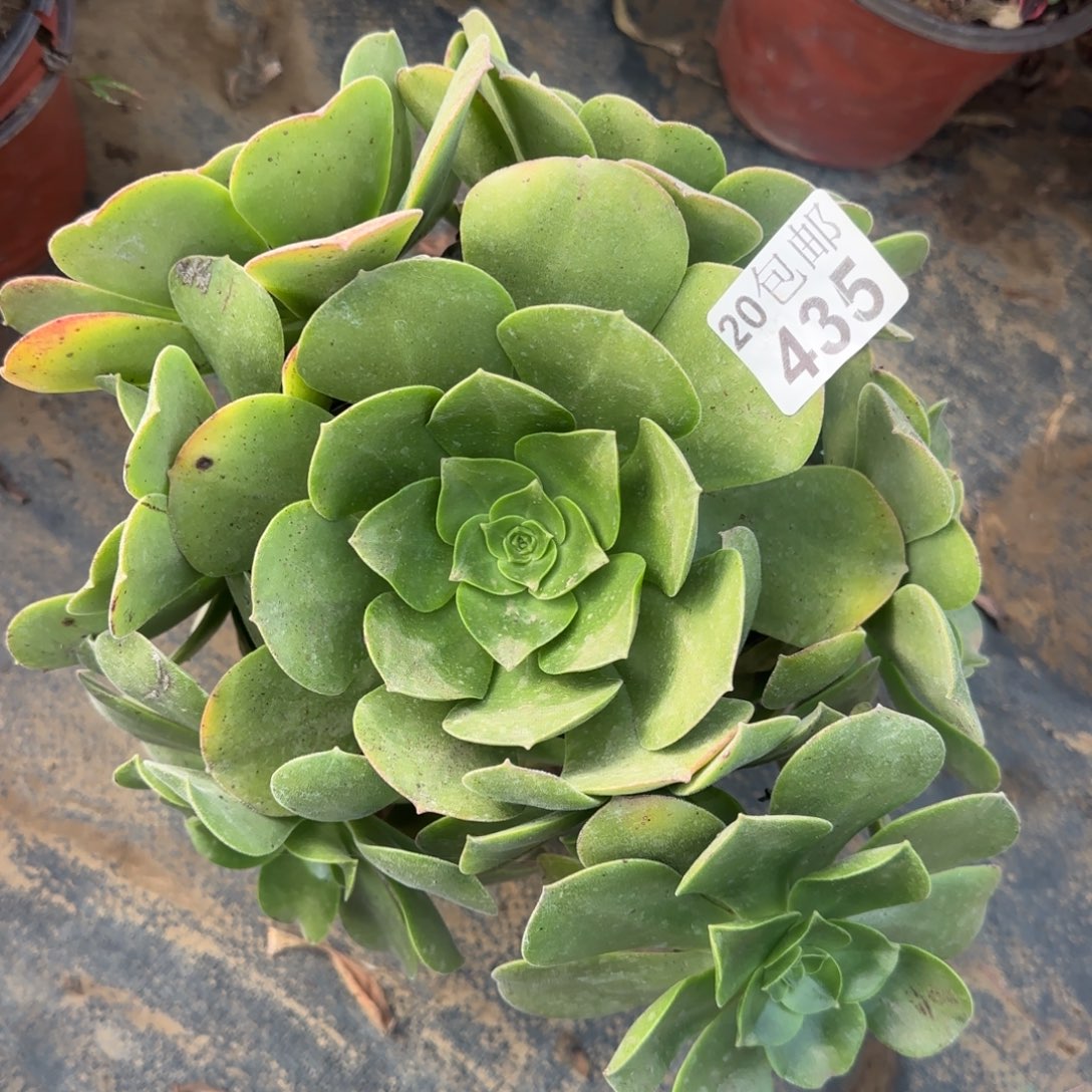 玉龙观音435满20包邮断枝不包