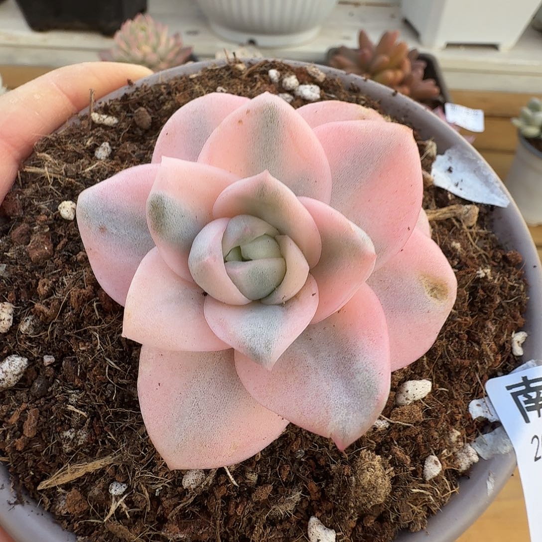 可爱玫瑰彩体111210-26