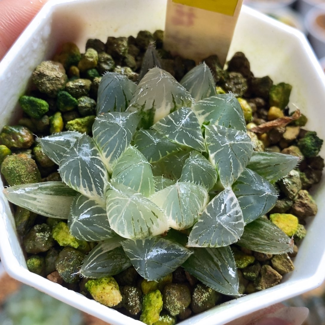 590赤线十二卷多肉植物