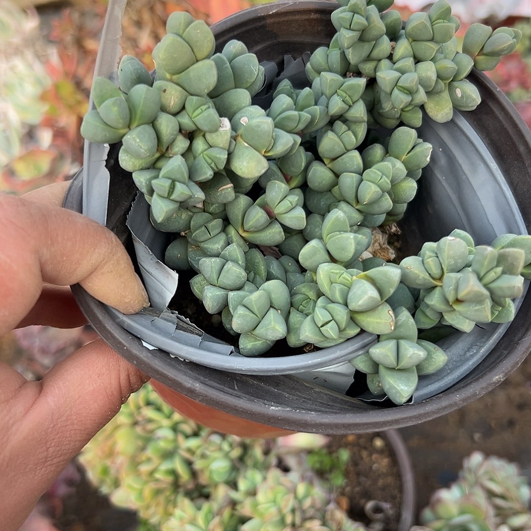 多肉植物鹿角海棠