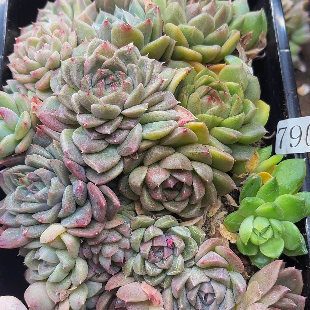 多肉植物多肉植物790