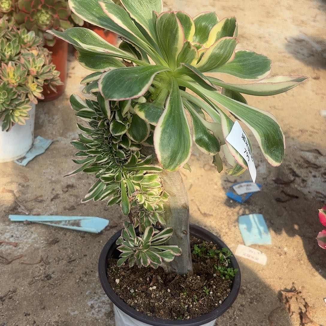 燕子锦缀多肉植物790