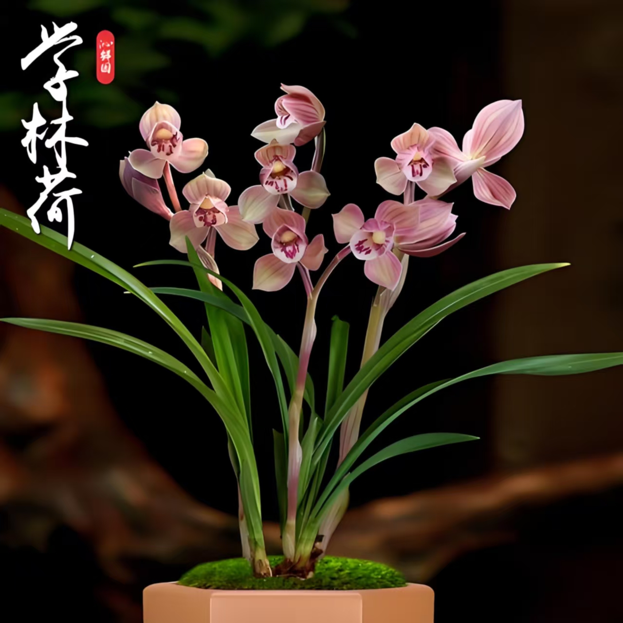 学林荷   春节红花荷瓣