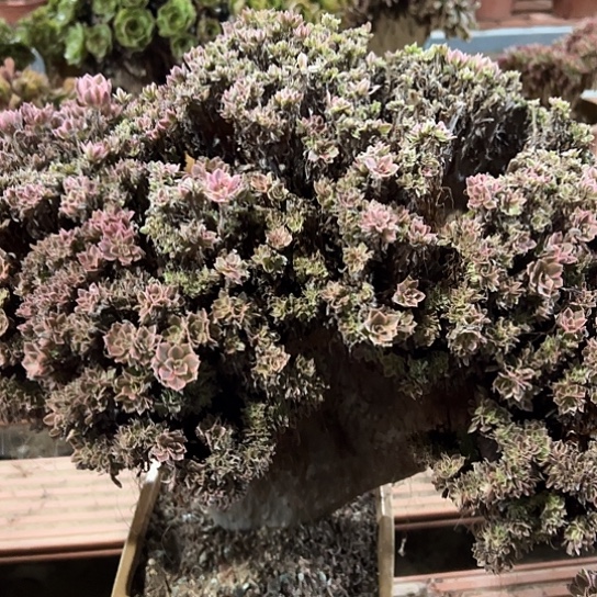 蚊***蒸多肉植物一个有伤没售后