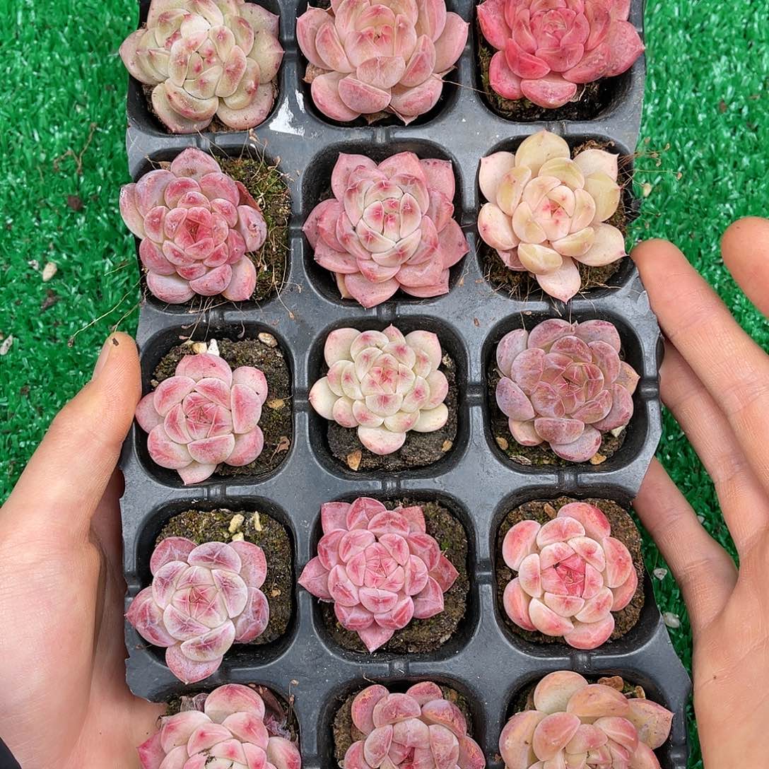 多肉一物一拍22-188