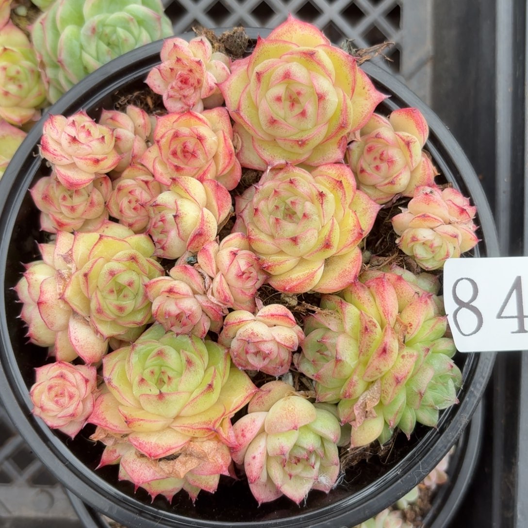 多肉植物多肉植物846