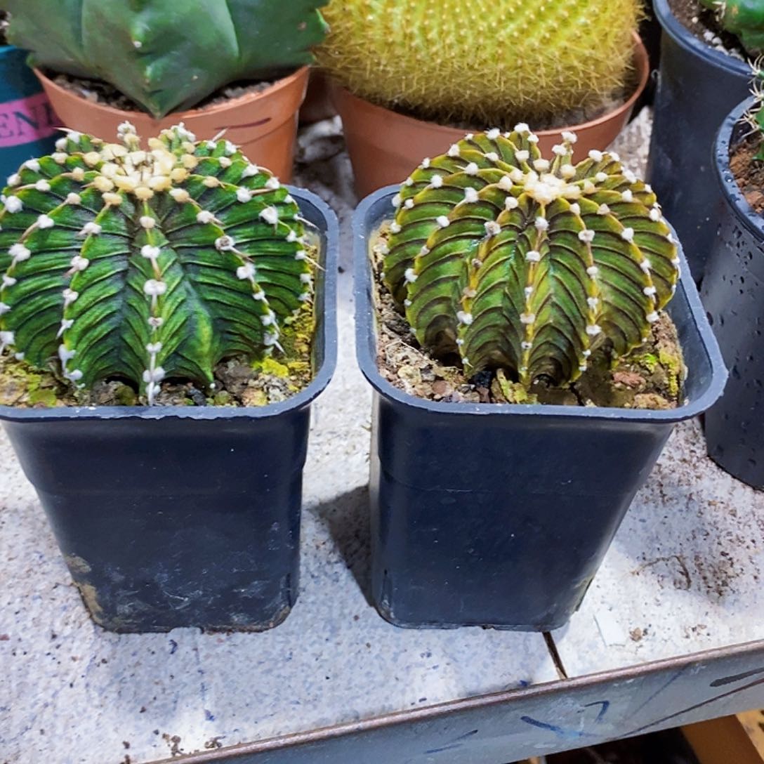 无花朵两个11111111111111个