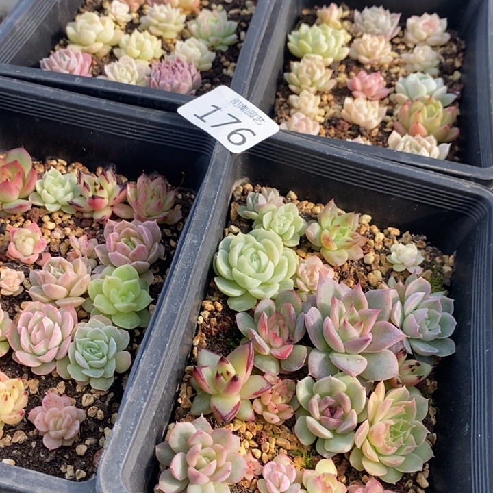 176 多肉植物盆栽花卉