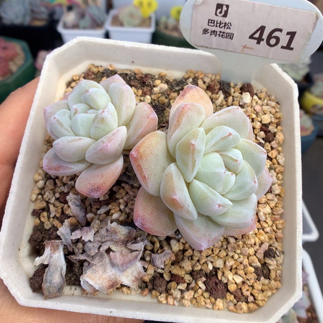 461特价双头粗腿白底冰玉