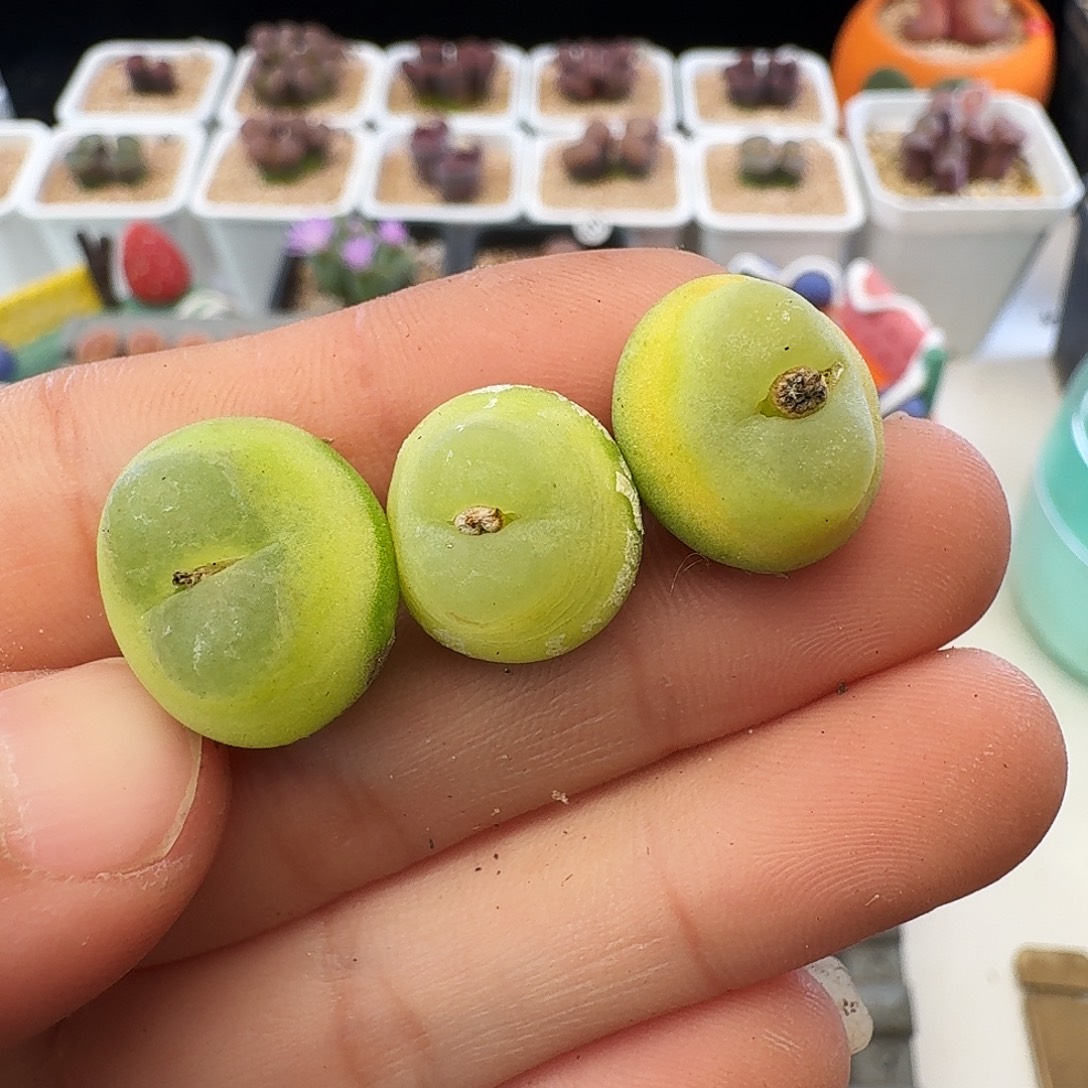 懒***。多肉植物福利风铃323四年