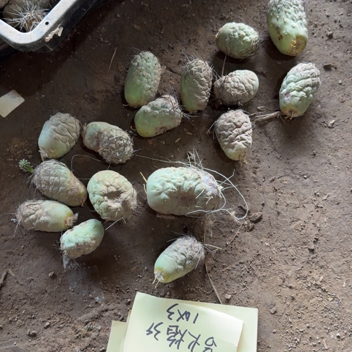 325习志野不好很丑，到家死了退款，