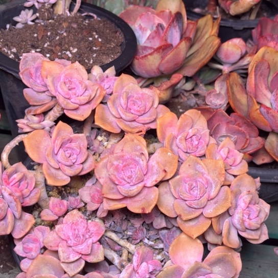 彬*多肉植物的植物