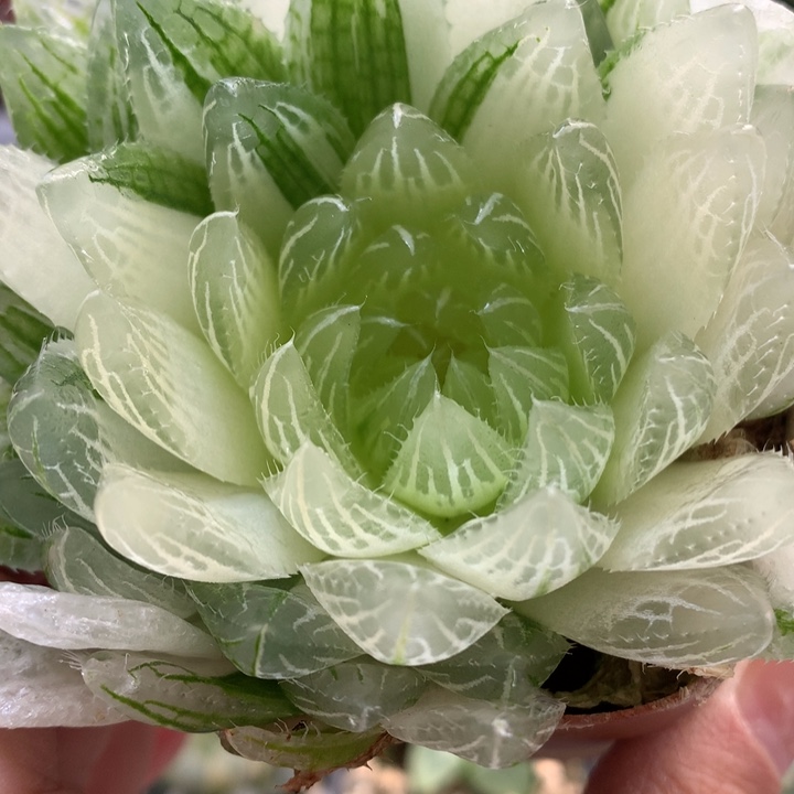 糊斑樱水晶玉露锦带盆土