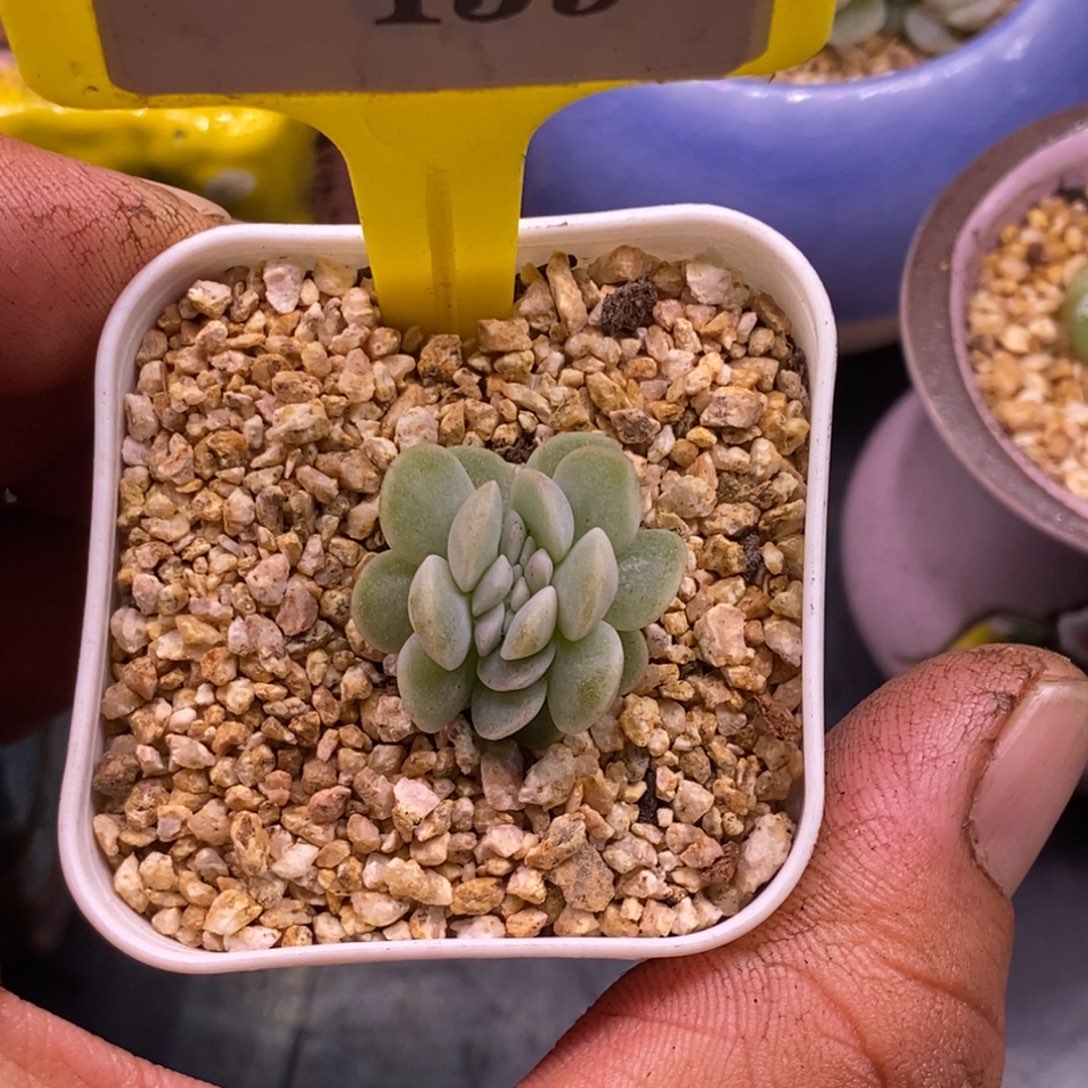 $***$9139冰玉缀化多肉……