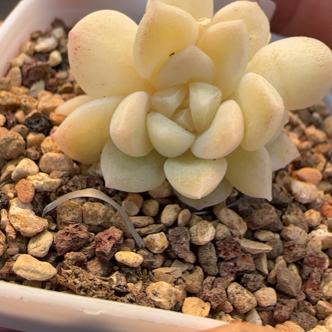 一物一拍麦秆糖心08181