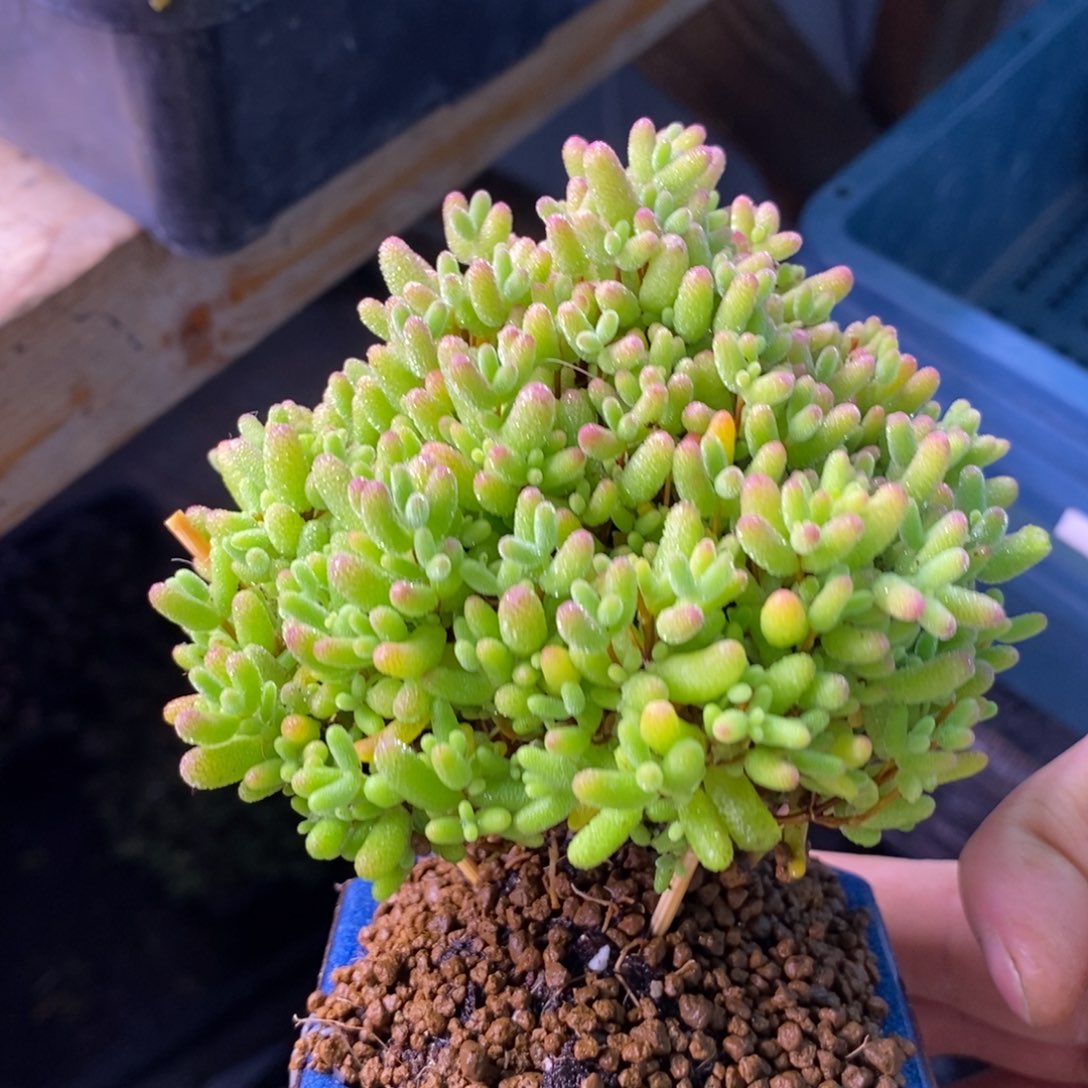 290圣诞树蜜橘带盆。 